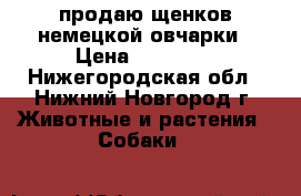 продаю щенков немецкой овчарки › Цена ­ 12 000 - Нижегородская обл., Нижний Новгород г. Животные и растения » Собаки   